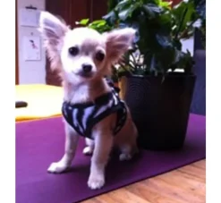 Doxtasy Hondentuig Comfy Harnass Zebra- Puppy Tuig & Puppy Harnas