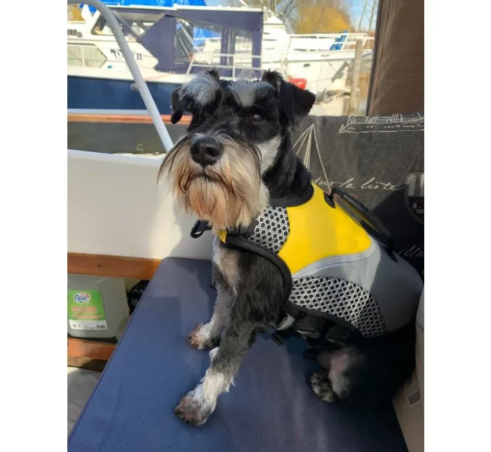 EQDOG Hondenzwemvest Pro Life- Voor De Boot