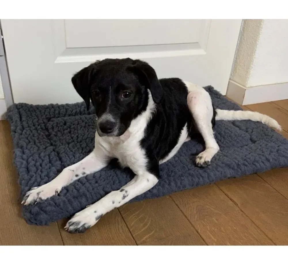 Hugglehounds Fleece Mat Grijs- Hondendeken
