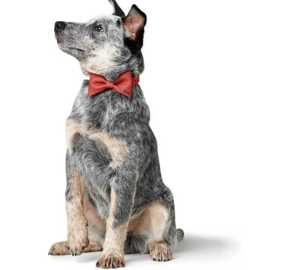Hunter Honden Vlinderdas Paris- Hondenhalsband