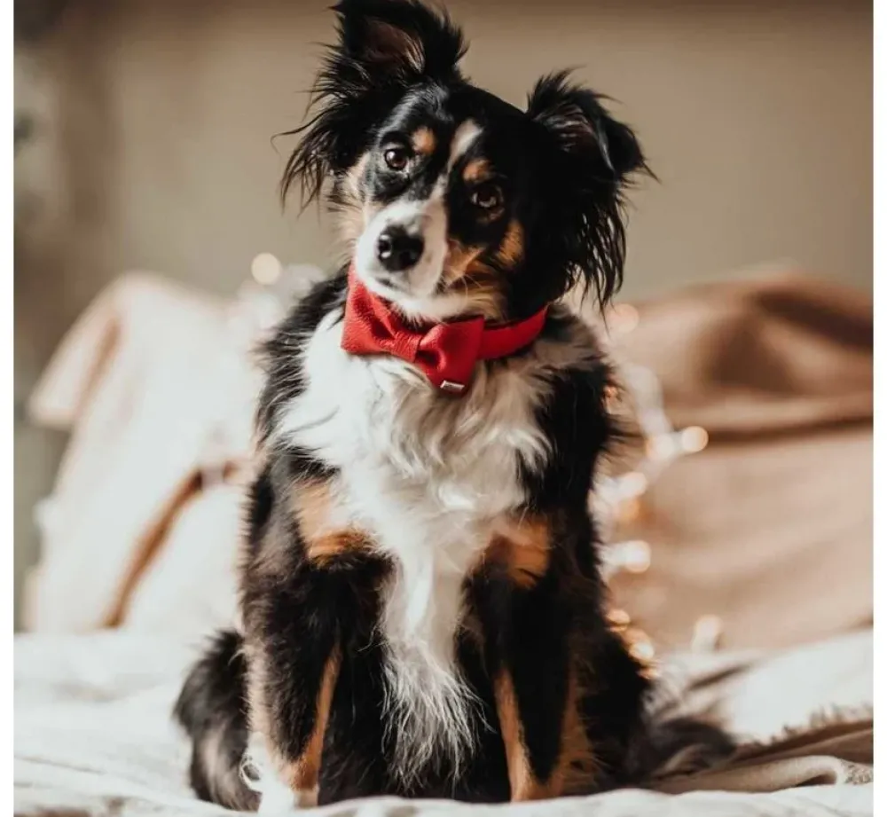 Hunter Honden Vlinderdas Paris- Hondenhalsband