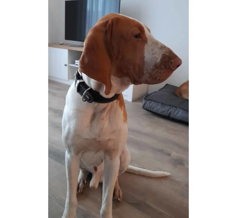 Hunter Hondenhalsband Aalborg Special Zwart- Hondenhalsband