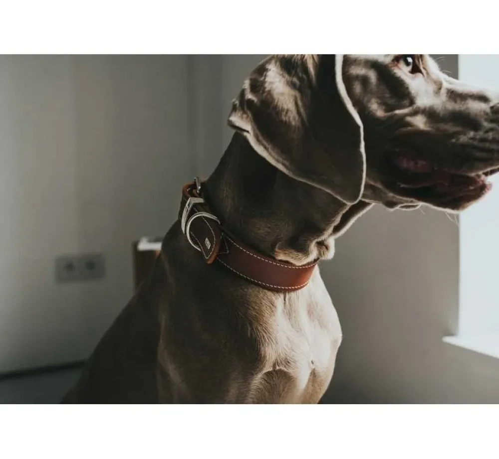 Hunter Hondenhalsband Aalborg Special Cognac- Hondenhalsband