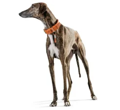 Hunter Hondenhalsband Cannes Oranje- Hondenhalsband
