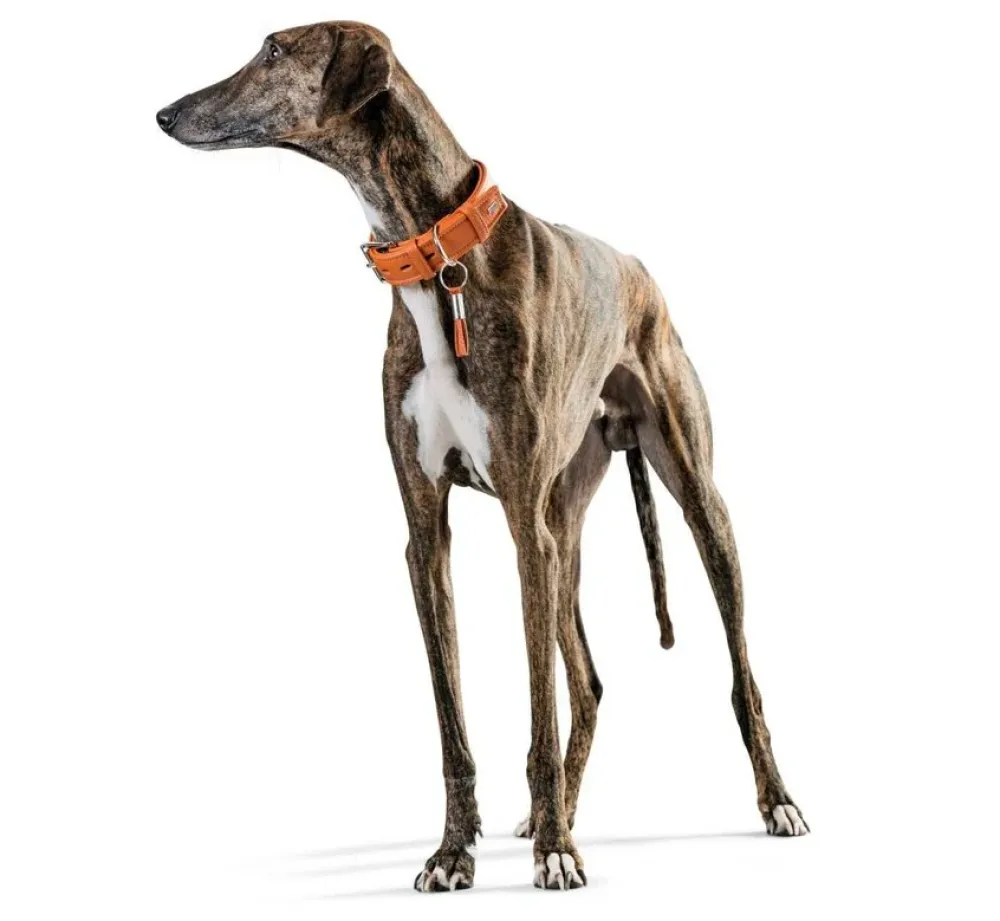 Hunter Hondenhalsband Cannes Oranje- Hondenhalsband