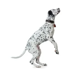 Hunter Hondenhalsband Cody Donkerbruin- Hondenhalsband