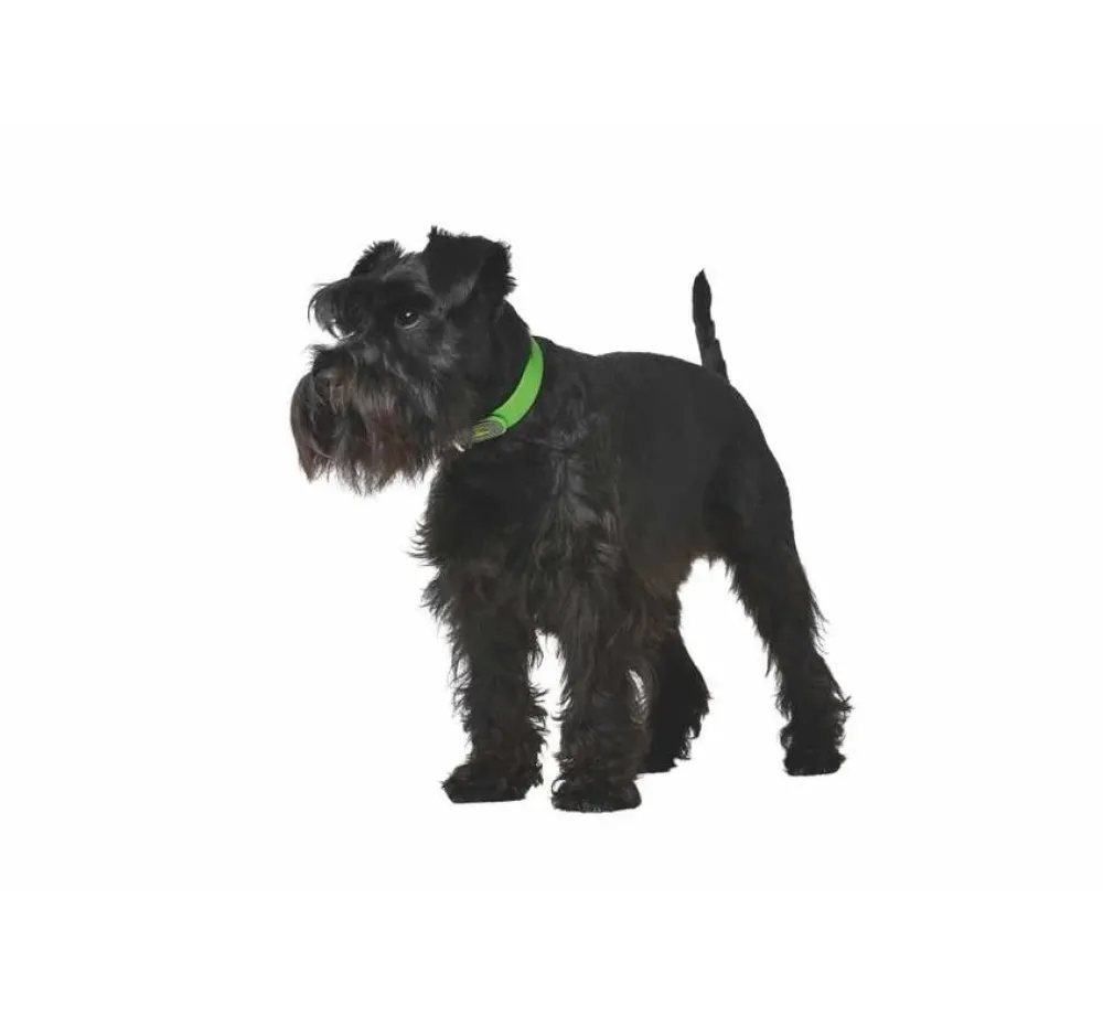Hunter Hondenhalsband Convenience Groen- Hondenhalsband