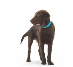 Hunter Hondenhalsband Convenience Turquoise- Hondenhalsband