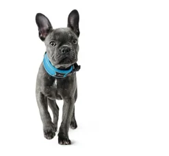 Hunter Hondenhalsband Divo Blauw- Hondenhalsband