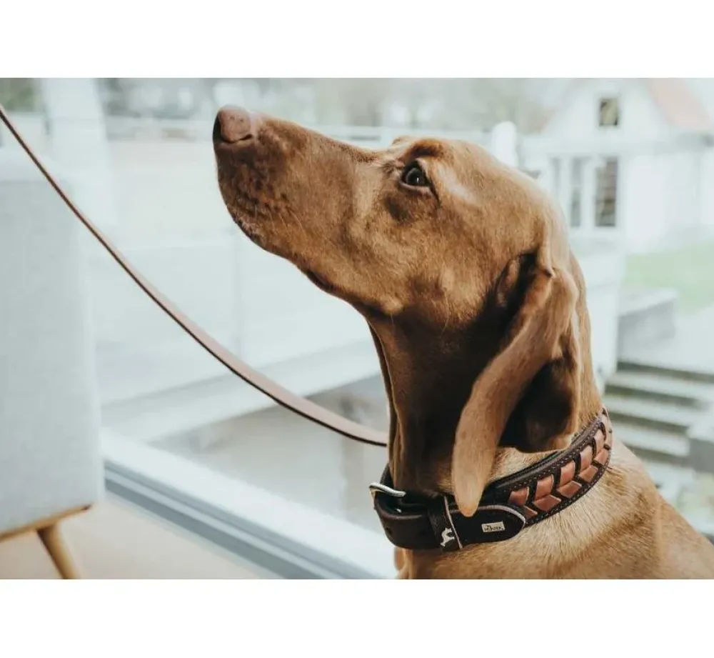 Hunter Hondenhalsband El Paso Bruin- Hondenhalsband