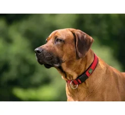 Hunter Hondenhalsband Neopreen Vario Plus Rood- Hondenhalsband