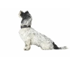 Hunter Hondenhalsband Softie Zwart Deluxe- Hondenhalsband
