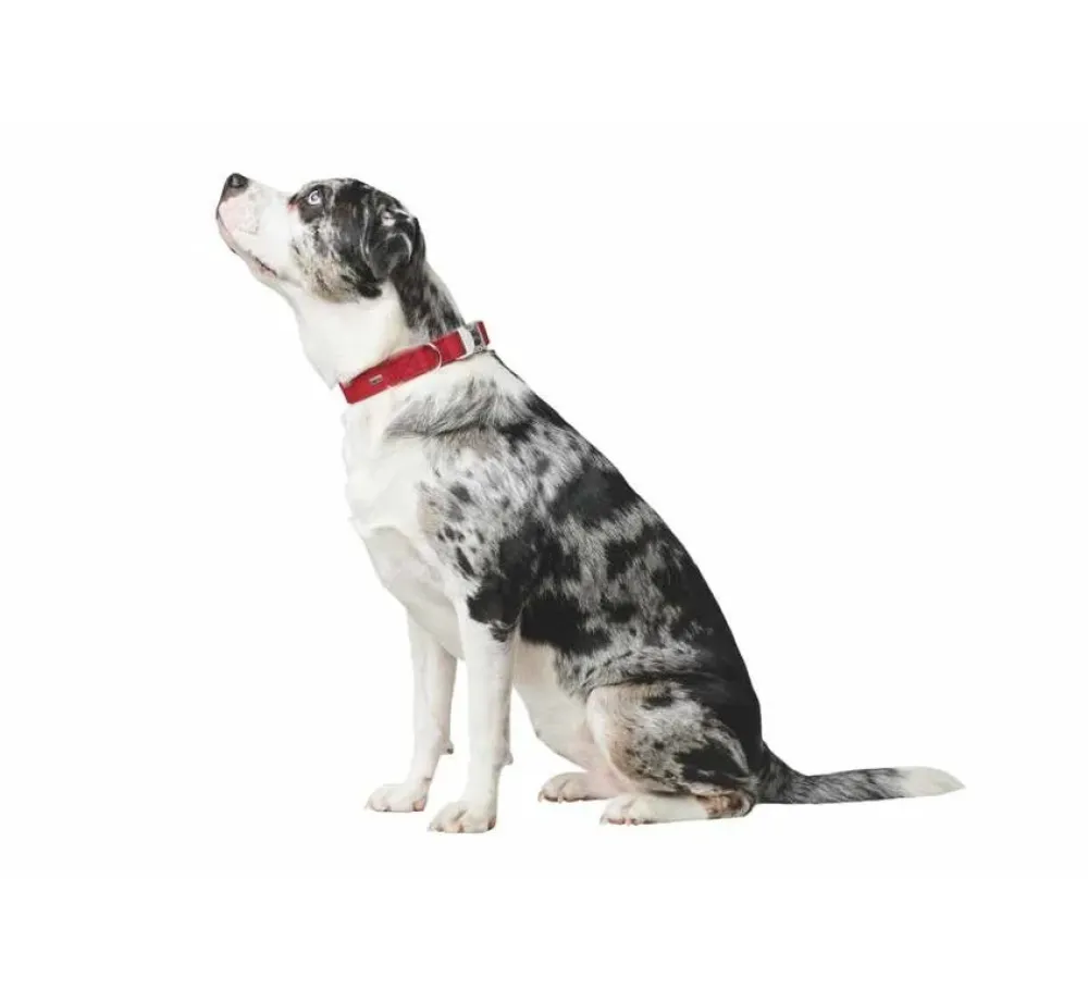 Hunter Hondenhalsband Softie Alu Strong Rood- Hondenhalsband