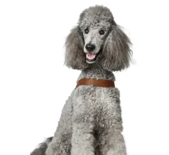 Hunter Hondentuig Dimaro Cognac- Hunter Hondentuig