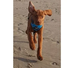 Hunter Hondentuig Divo Blauw- Hunter Hondentuig