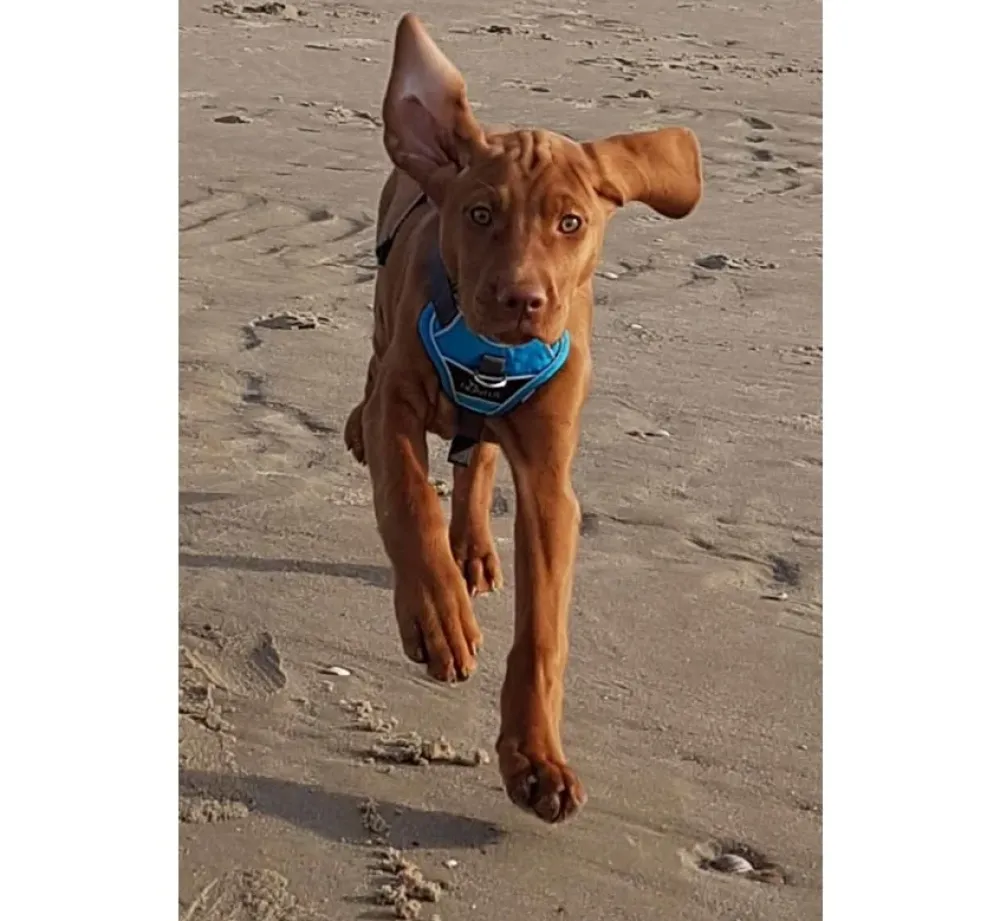 Hunter Hondentuig Divo Blauw- Hunter Hondentuig