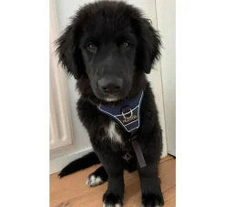Hunter Hondentuig Divo Donkerblauw- Hunter Hondentuig