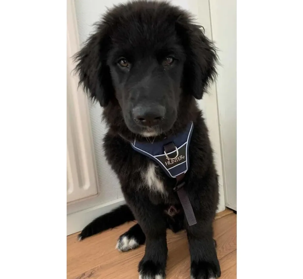 Hunter Hondentuig Divo Donkerblauw- Hunter Hondentuig