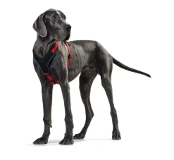 Hunter Hondentuig Neopreen Rood- Hunter Hondentuig