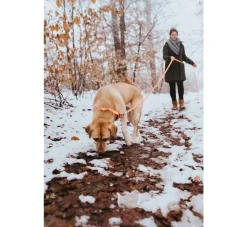 Hunter Jachtlijn Hond Convenience Oranje- Hunter Hondenriem