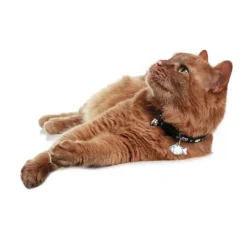 Hunter Kattenhalsband Krokom Zwart- Kattenhalsband