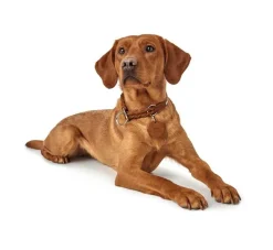 Hunter Training Halsband Hond Solid Education Cognac- Hondenhalsband