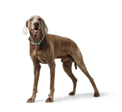 Hunter Training Halsband Hond Eiby Freestyle Grijs- Hondenhalsband