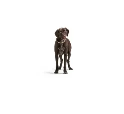 Hunter Training Halsband Hond Freestyle Beige- Hondenhalsband