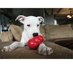 Kong Hondenspeelgoed Classic- Puppy Speelgoed