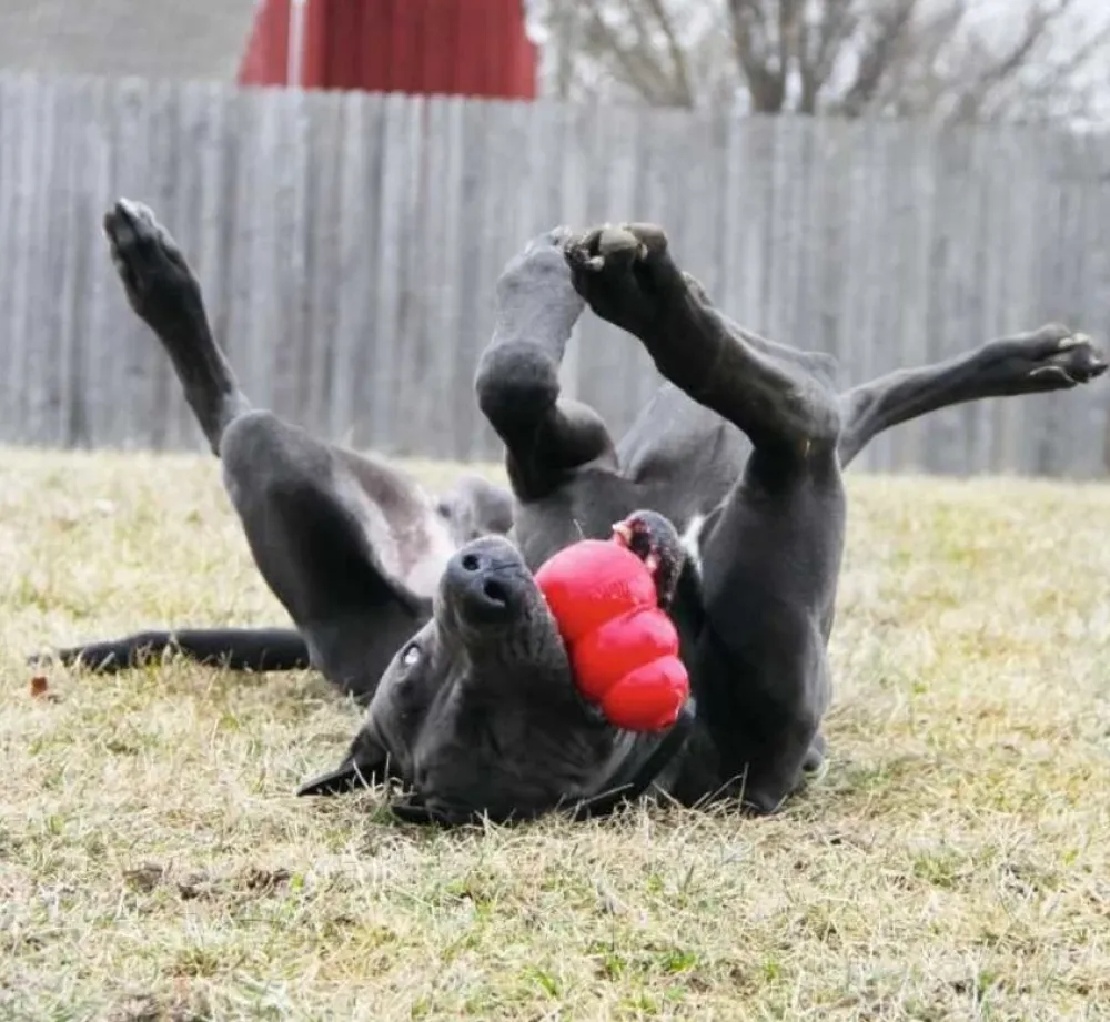 Kong Hondenspeelgoed Classic- Puppy Speelgoed