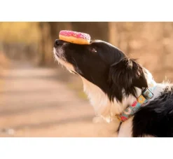 Max & Molly Hondenhalsband Donuts- Hondenhalsband