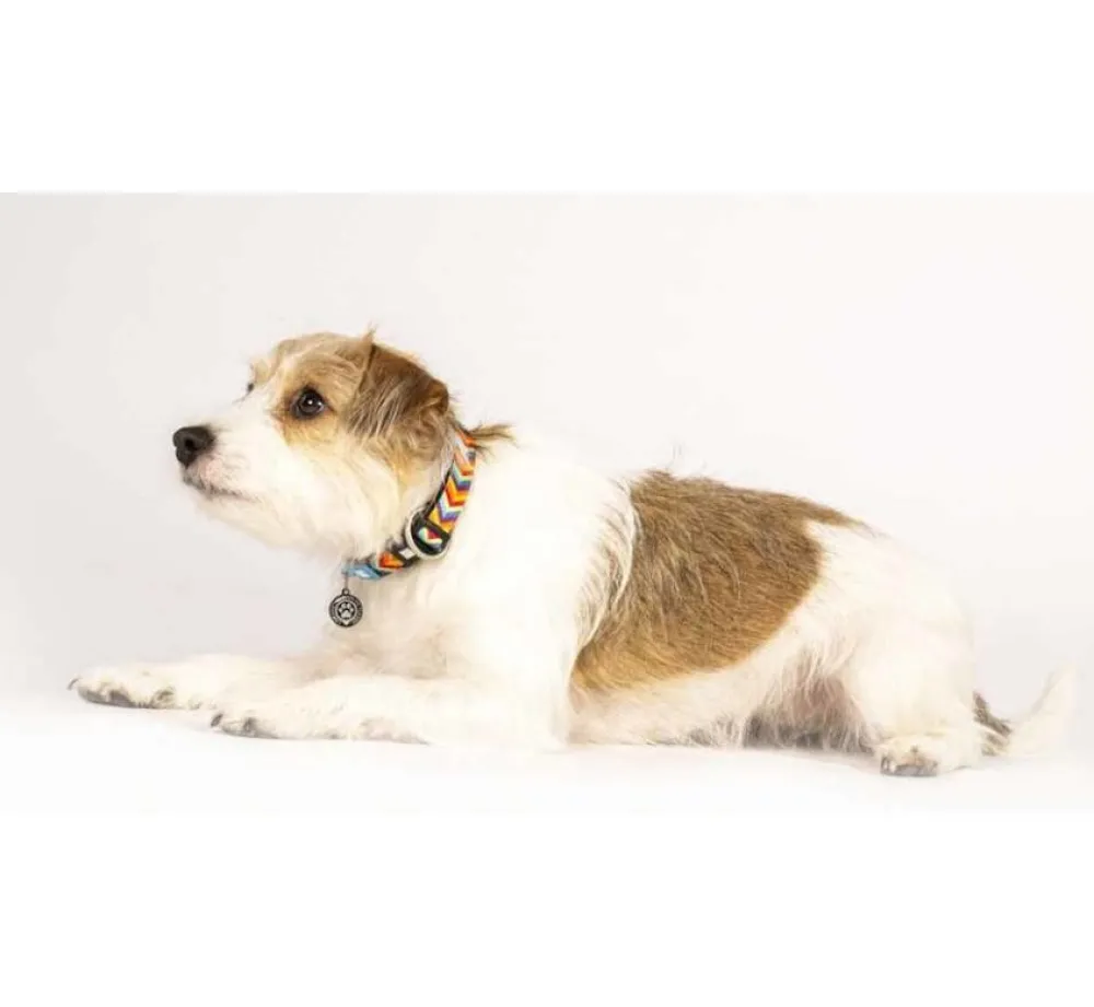 Max & Molly Hondenhalsband Summertime- Hondenhalsband