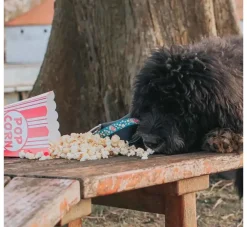 Max & Molly Hondenhalsband Popcorn- Hondenhalsband