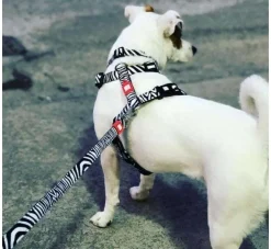 Max & Molly Hondenriem Multi Function Zebra- Puppy Riem