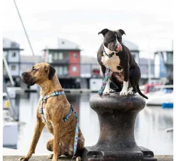 Max & Molly Hondenriem Multi Function Blue Ocean- Puppy Riem