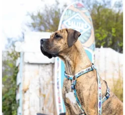 Max & Molly Hondenriem Short Leash Aloha- Puppy Riem