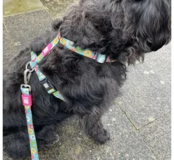 Max & Molly Hondentuig Donuts- Puppy Tuig & Puppy Harnas