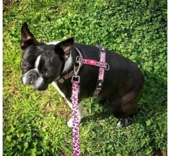 Max & Molly Hondentuig Leopard Pink- Puppy Tuig & Puppy Harnas