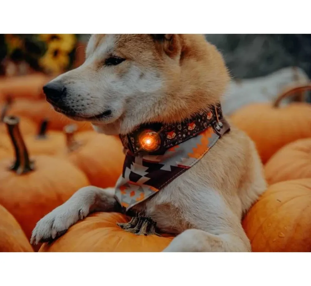 Orbiloc K9 Active Set- Hondenhalsband