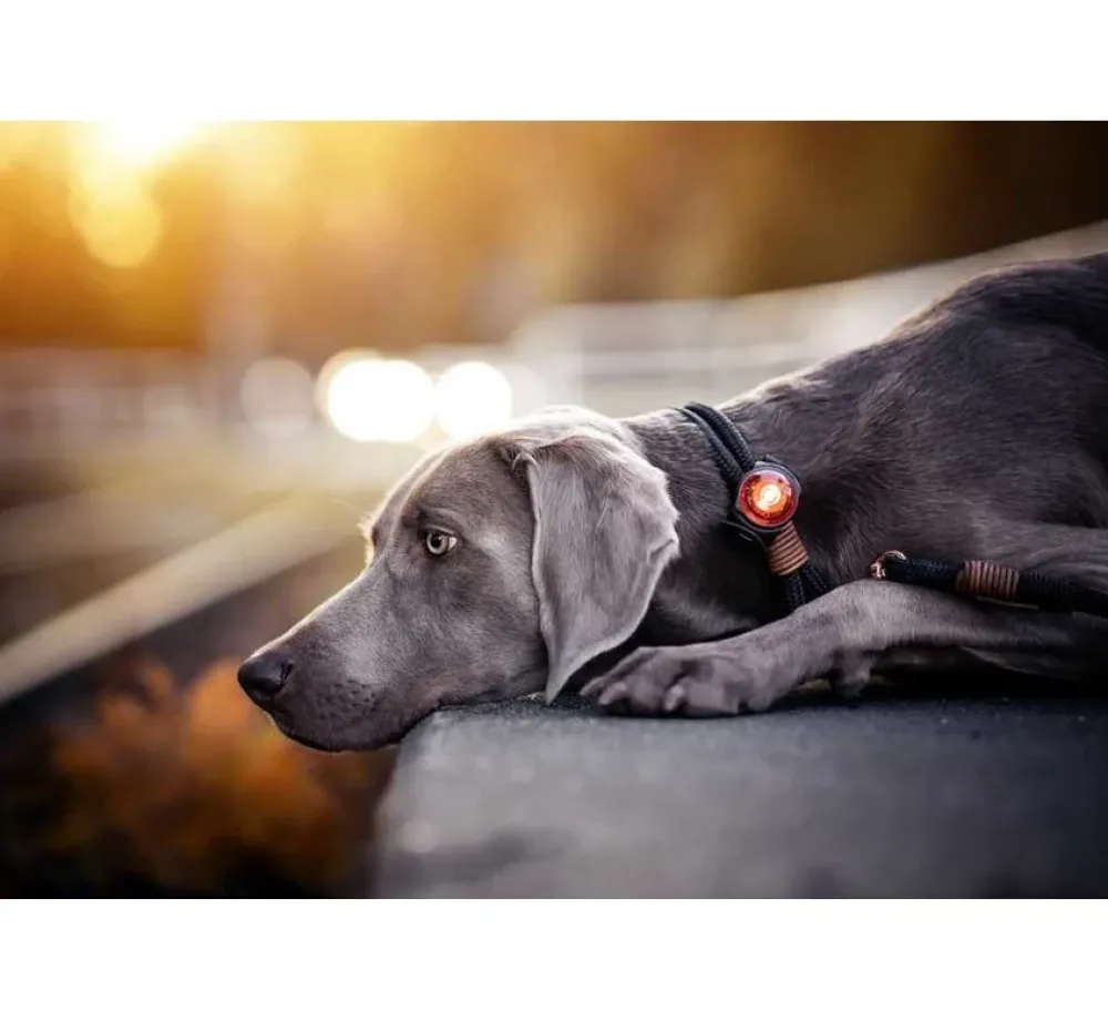 Orbiloc K9 Active Set- Hondenhalsband