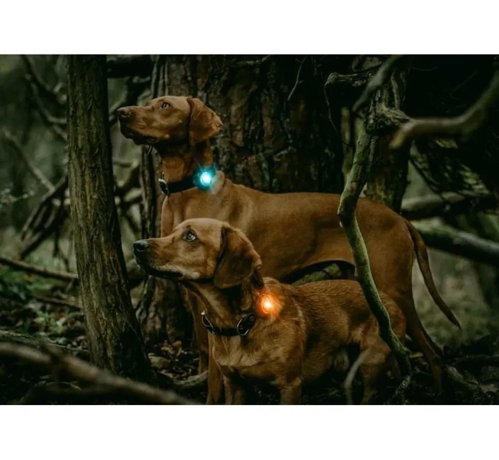 Orbiloc Veiligheidslamp Dog Dual Light Amber- Hondenhalsband