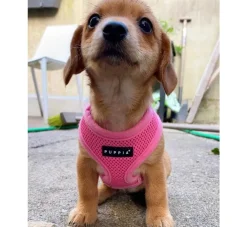 Puppia Hondentuig Soft Harness Roze- Puppy Tuig & Puppy Harnas