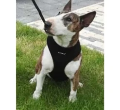 Puppia Hondentuig Soft Harness Zwart- Puppy Tuig & Puppy Harnas