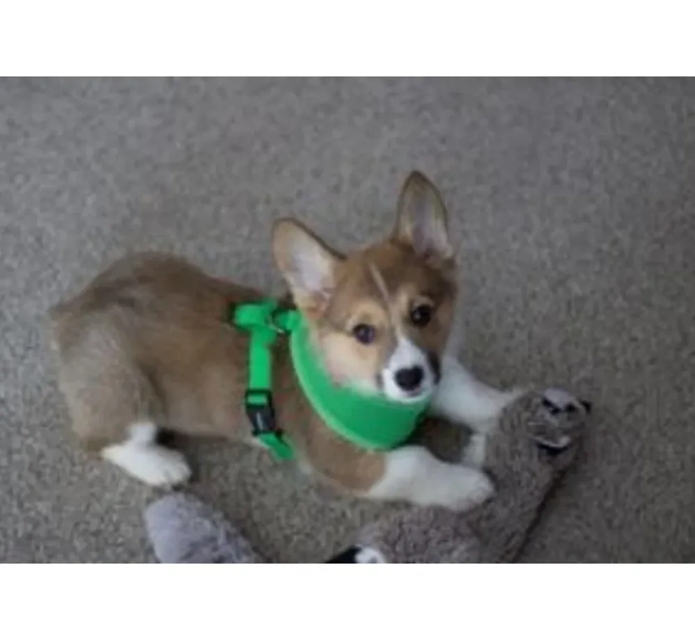 Puppia Hondentuig Soft Harness Groen- Puppy Tuig & Puppy Harnas