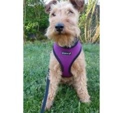 Puppia Hondentuig Soft Harness Paars- Puppy Tuig & Puppy Harnas