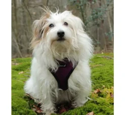 Puppia Hondentuig Soft Harness Paars- Puppy Tuig & Puppy Harnas