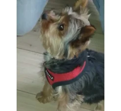 Puppia Hondentuig Soft Harness Rood- Puppy Tuig & Puppy Harnas
