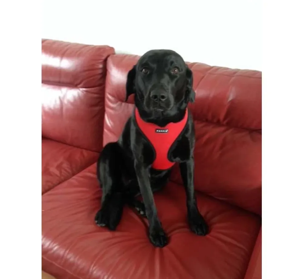 Puppia Hondentuig Soft Harness Rood- Puppy Tuig & Puppy Harnas