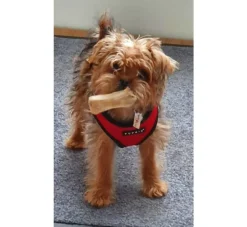 Puppia Hondentuig Soft Harness Rood- Puppy Tuig & Puppy Harnas