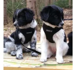 Puppia Hondentuig Soft Vest Black- Puppy Tuig & Puppy Harnas